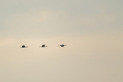 Cranes in Flight