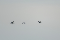 Cranes in Flight