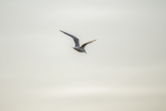 Common Gull
