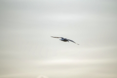 Common Gull