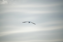 Common Gull