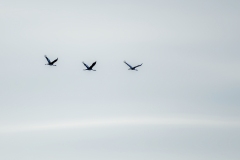 Cranes