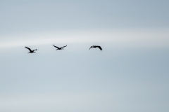 Cranes