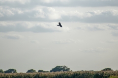 Marsh Harrier