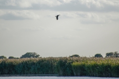 Marsh Harrier