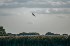 Marsh Harrier