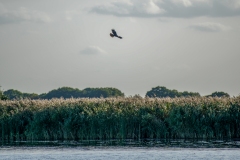 Marsh Harrier