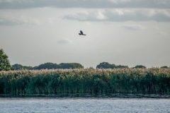 Marsh Harrier