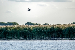 Marsh Harrier