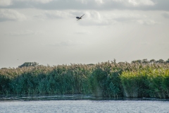 Marsh Harrier