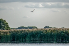 Marsh Harrier