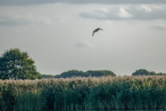 Marsh Harrier