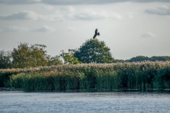 Marsh Harrier