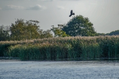 Marsh Harrier
