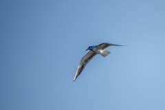 Black-headed Gull