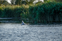 Black-headed Gull with fish