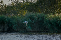 Black-headed Gull with fish