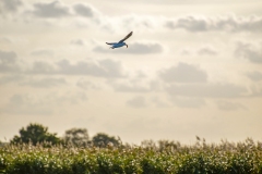 Black-headed Gull with fish