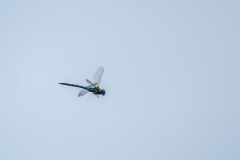 Hawker Dragonfly