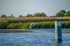 Common Gull