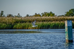 Common Gull