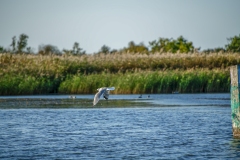 Common Gull