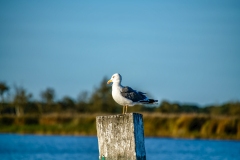 Lesser Black-backed Gull