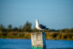 Lesser Black-backed Gull