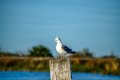 Lesser Black-backed Gull