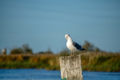 Lesser Black-backed Gull