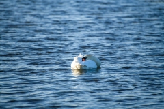 Mute Swan