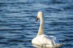 Mute Swan