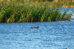 Gadwall