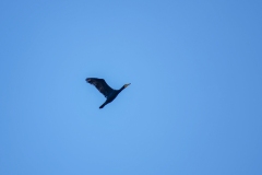 Cormorant