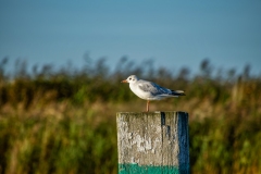 Black-headed Gull