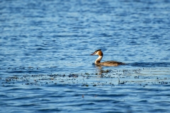 Great Crested Grebe