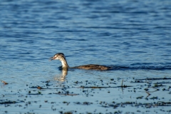 Young Great Crested Grebe