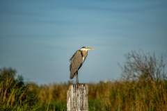 Grey Heron