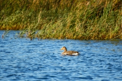 Mallard