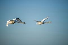 Mute Swans