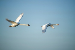 Mute Swans