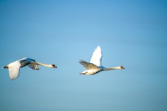 Mute Swans