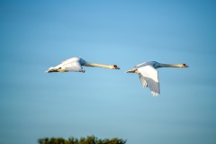 Mute Swans