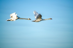 Mute Swans