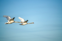 Mute Swans