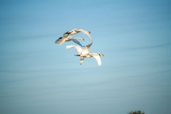 Mute Swans