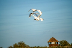 Mute Swans