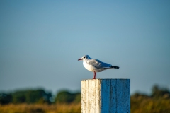 Black-headed Gull