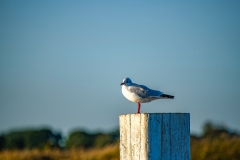 Black-headed Gull