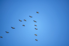 Pink-footed Goose